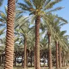 تكريب تنظيف وترتيب نخل بجميع انواعه عربي وشنطني