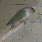 ذكر كنيور
