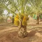يوجد لدينا جميع أنواع النخيل
