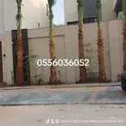 نخل وشنطونيا لزينت القصور والفلل والاستراحات والبيوت