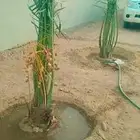 نخل البيع خلاص سكري اليوم في عفيف