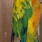 جوز صن كنيور