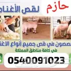 قصاص غنم مكينة في جميع أنحاء المملكة للتواصل