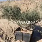 توريد جميع انواع الااشجار