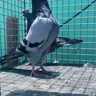 حمام كالو تيدي