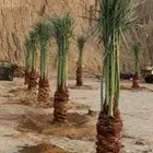 نخل للبيع القصيم بجميع أنواعه وجميع المقاسات توصيل وتركيب ا