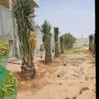 يوجد لدينا جميع انواع النخيل المثمر