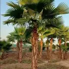 نخل واشنطني وشنطن واشنطونيا زينه للبيع