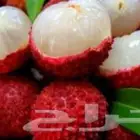 شتلات ليتجي تصنيف ampawaقزم الترقيد الهوآئي