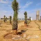 نقوم بتوريد انخيل وزرعته الوشنطني والعربي مقسات حلوه ومن له