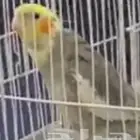 طير كروان مفقود