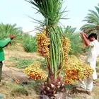نخل واشنطني زينه نخيل مثمر اخلاص سكري صقعي هلالي مجدول حلوه
