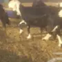 نجد للبيع 