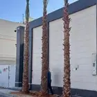 نخل وشنطونيا لزينت القصور والفلل والاستراحات والبيوت