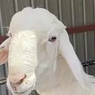 فحل مطور سواكن