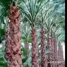 نخل واشنطن زينه