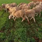 بريدة