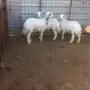 رخال حريه ذبايح 3