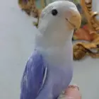 للبيع ببغاء الروز اليف جدأ