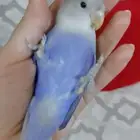 أجمل ببغاء الروز اليف جدا مناسب للأطفال لعوب مغرد