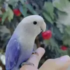 للبيع ببغاء روز لون ابلاين فيس رهيب أليف جدا جدا جدا