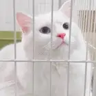 مستلزمات القطط والطيور بأنواعها