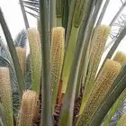 تكريب نخل تلقيح نخل أشجار مثمرة زرع طبيعي