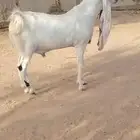فحل هولندي