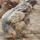 صوص دجاج براهما الألماني الكبير الفاخر (الخرمة)