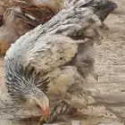 صوص دجاج براهما الألماني