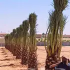 نخل مثمر للبيع واشنطني وعربي نقايل صقعي برحي هلالي سكري مجدو