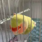 انثئ روز منتجه ومتكلمه( تم البيع)