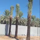 نخيل عربي جميع المقاسات متوفره نخيل واشنطني زينه