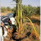 سلام عليكم ورحمه الله يوجد لدينا فراخه طيبه ومضمونه