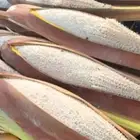 لقاح نخيل بار جديد طازج وناشف