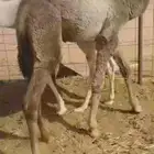 حيران طيبه العدد 2 قعدان