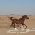 فرس لقاح ثقيل