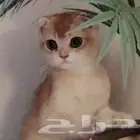 سكوتش فولد