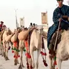 اجار جمال رحول وخيل عربية اصيلة باليوم والاسبوع والشهر