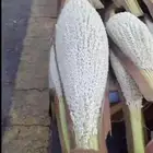 يوجد نخيل ولقاح بار من الدرجه الاولى بسعر مناسب وتوصيل
