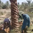 يوجد لدينا نخيل مثمر جميع الانواع وجميع المقسات