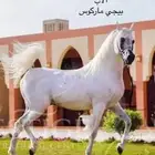 مهر واهو