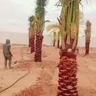 تركيب شبك وزراعه النخيل