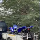 قلص بانشي للبيع