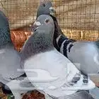 حمام