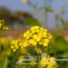 بذور اليهق الأصفر