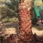زبايناالكرام يوجدلدينانخل خلاص وخضري فسائل ونقايل