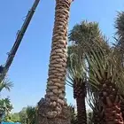 يوجد لدينا جميع انواع النخل عربي ووشنطني للبيع