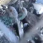 حمام سوادي لاصقور