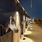 اسطبل الشيوخ الدوادمي